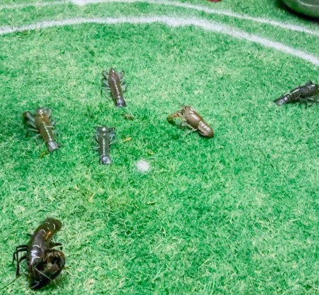 And they're off and running: The yabbies dash for the finish line. And they're off and running: The yabbies dash for the finish line.
